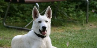 Gli animali domestici e loro normativa 1327 0 Gli animali domestici